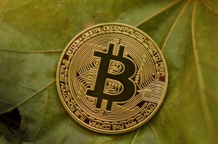 爱理财的小羊亏了多少钱？揭秘其投资失败