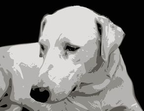 狗死了保险赔多少钱