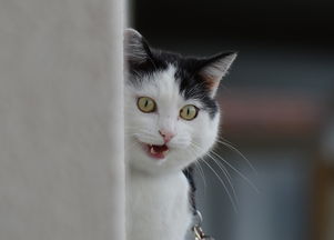 被猫抓保险报销多少