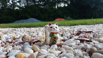 水产养殖去哪里买保险好